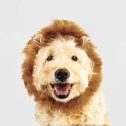 Halloween Lion Cat and Dog Headwear - Hyde & EEK! Boutique™ -HYDE & EEK BOUTIQUE Store GUEST d5263030 e2f2 455f 8f78 471beb36ac98 1